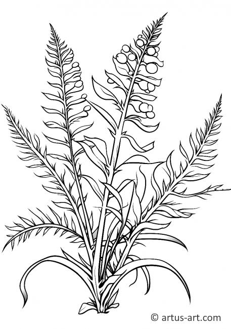 Asparagus Fern Boyama Sayfası